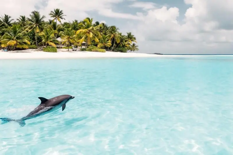Une famille équipée de gilets de sauvetage observe des dauphins depuis un petit bateau dans une mer turquoise des Caraïbes.